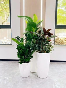 专业植物出租，让宁波奉化焕发生机与活力